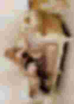 ТРАНС Дина ЧЛЕН 17см фото 9