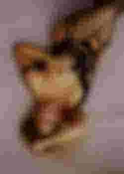 FantASStic фото 3