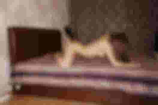 Камилла фото 7