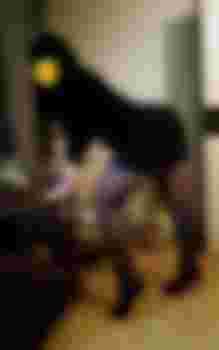 АННУШКА ИНДИ фото 6