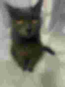 Ку главное фото